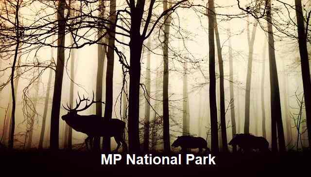 National Park in MP in Hindi